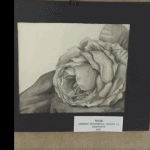 "Rose" by Anneke McDonald '22 at OASIS Gallery, Feb. 2021