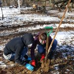 American Chestnut Tree seedling planting. Photo by Loren Hostetter