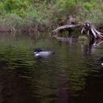 DISCOVERY25 full set-141