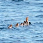 DISCOVERY25 full set-190