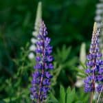 DISCOVERY25 full set-212