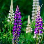 DISCOVERY25 full set-213